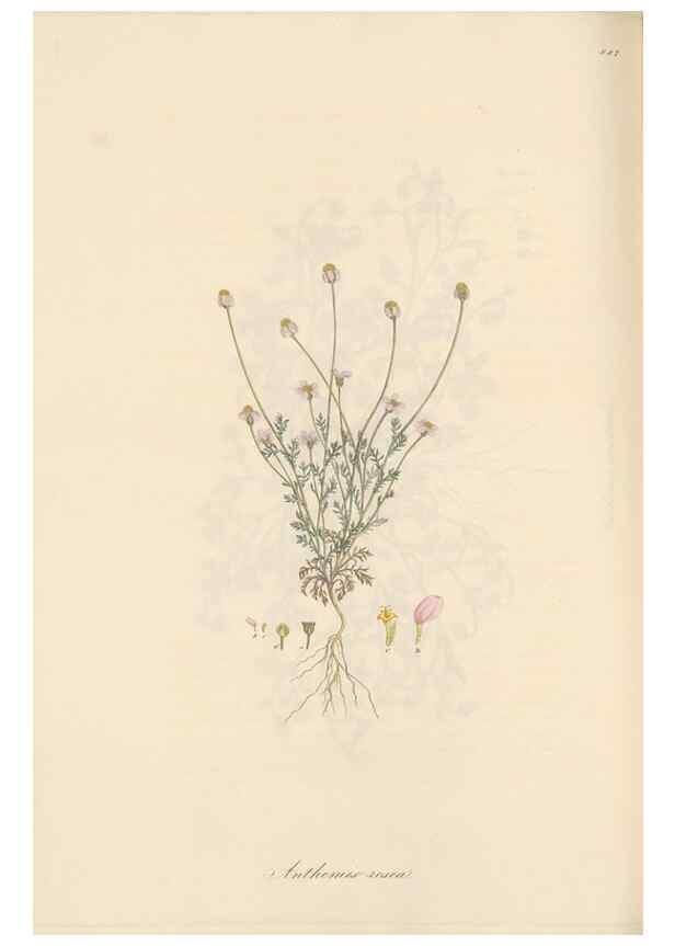 Reproducción/Reproduction 49579412893: Flora Graeca, sive, Plantarum rariorum historia, quas in provinciis aut insulis Graeciae /. Londini :Typis Richardi Taylor et socii, in Vico Shoe-Lane :MDCCCVI-MDCCCXL [1806-1840].. 