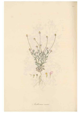 Reproducción/Reproduction 49579412893: Flora Graeca, sive, Plantarum rariorum historia, quas in provinciis aut insulis Graeciae /. Londini :Typis Richardi Taylor et socii, in Vico Shoe-Lane :MDCCCVI-MDCCCXL [1806-1840].. 