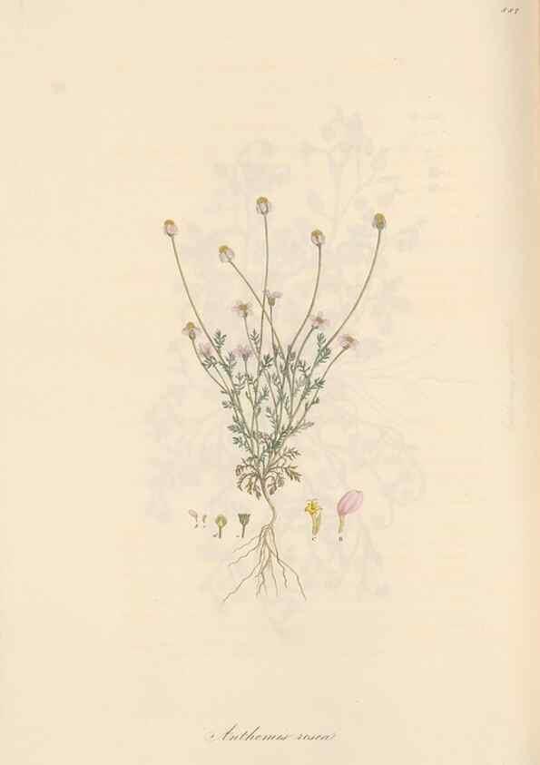 Reproducción/Reproduction 49579412893: Flora Graeca, sive, Plantarum rariorum historia, quas in provinciis aut insulis Graeciae /. Londini :Typis Richardi Taylor et socii, in Vico Shoe-Lane :MDCCCVI-MDCCCXL [1806-1840].. 
