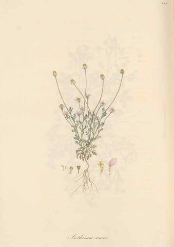 Reproducción/Reproduction 49579412893: Flora Graeca, sive, Plantarum rariorum historia, quas in provinciis aut insulis Graeciae /. Londini :Typis Richardi Taylor et socii, in Vico Shoe-Lane :MDCCCVI-MDCCCXL [1806-1840].. 