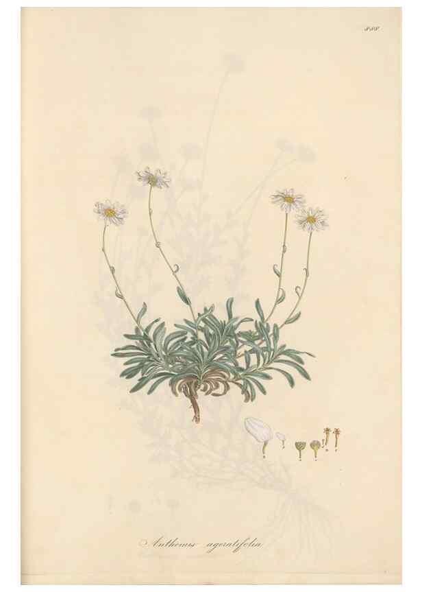 Reproducción/Reproduction 49580141537: Flora Graeca, sive, Plantarum rariorum historia, quas in provinciis aut insulis Graeciae /. Londini :Typis Richardi Taylor et socii, in Vico Shoe-Lane :MDCCCVI-MDCCCXL [1806-1840].. 