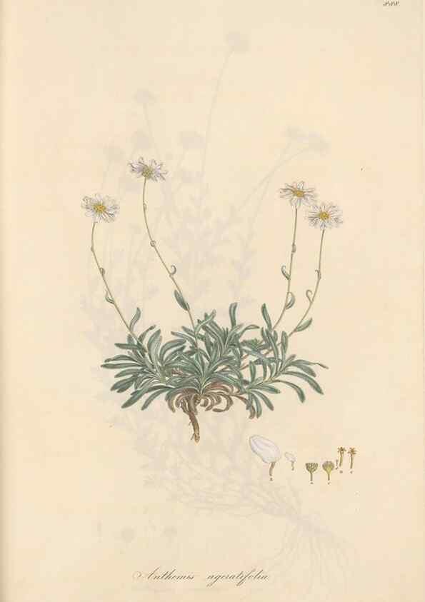 Reproducción/Reproduction 49580141537: Flora Graeca, sive, Plantarum rariorum historia, quas in provinciis aut insulis Graeciae /. Londini :Typis Richardi Taylor et socii, in Vico Shoe-Lane :MDCCCVI-MDCCCXL [1806-1840].. 