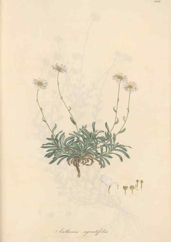 Reproducción/Reproduction 49580141537: Flora Graeca, sive, Plantarum rariorum historia, quas in provinciis aut insulis Graeciae /. Londini :Typis Richardi Taylor et socii, in Vico Shoe-Lane :MDCCCVI-MDCCCXL [1806-1840].. 