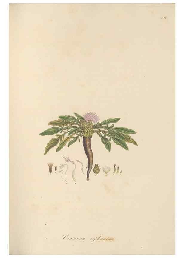 Reproducción/Reproduction 49580317912: Flora Graeca, sive, Plantarum rariorum historia, quas in provinciis aut insulis Graeciae /. Londini :Typis Richardi Taylor et socii, in Vico Shoe-Lane :MDCCCVI-MDCCCXL [1806-1840].. 