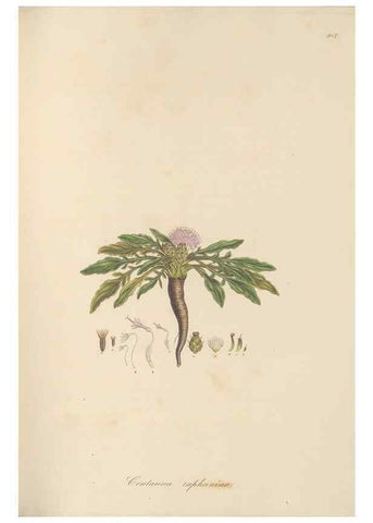 Reproducción/Reproduction 49580317912: Flora Graeca, sive, Plantarum rariorum historia, quas in provinciis aut insulis Graeciae /. Londini :Typis Richardi Taylor et socii, in Vico Shoe-Lane :MDCCCVI-MDCCCXL [1806-1840].. 