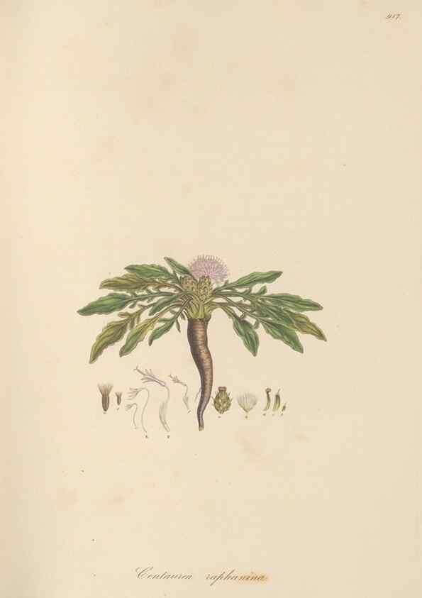 Reproducción/Reproduction 49580317912: Flora Graeca, sive, Plantarum rariorum historia, quas in provinciis aut insulis Graeciae /. Londini :Typis Richardi Taylor et socii, in Vico Shoe-Lane :MDCCCVI-MDCCCXL [1806-1840].. 