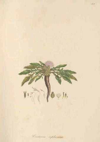 Reproducción/Reproduction 49580317912: Flora Graeca, sive, Plantarum rariorum historia, quas in provinciis aut insulis Graeciae /. Londini :Typis Richardi Taylor et socii, in Vico Shoe-Lane :MDCCCVI-MDCCCXL [1806-1840].. 