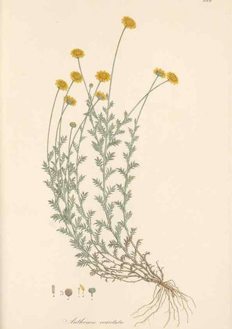 Reproducción/Reproduction 49579413453: Flora Graeca, sive, Plantarum rariorum historia, quas in provinciis aut insulis Graeciae /. Londini :Typis Richardi Taylor et socii, in Vico Shoe-Lane :MDCCCVI-MDCCCXL [1806-1840].. 
