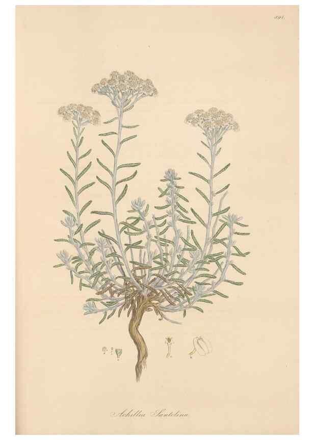 Reproducción/Reproduction 49579414183: Flora Graeca, sive, Plantarum rariorum historia, quas in provinciis aut insulis Graeciae /. Londini :Typis Richardi Taylor et socii, in Vico Shoe-Lane :MDCCCVI-MDCCCXL [1806-1840].. 