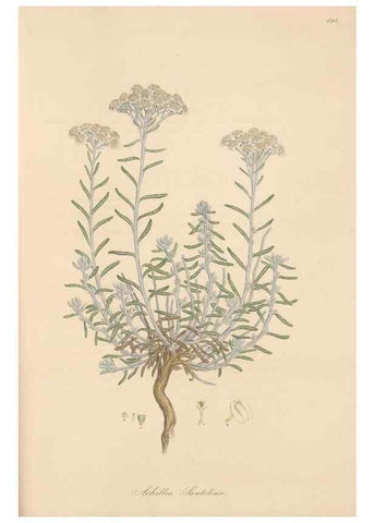 Reproducción/Reproduction 49579414183: Flora Graeca, sive, Plantarum rariorum historia, quas in provinciis aut insulis Graeciae /. Londini :Typis Richardi Taylor et socii, in Vico Shoe-Lane :MDCCCVI-MDCCCXL [1806-1840].. 