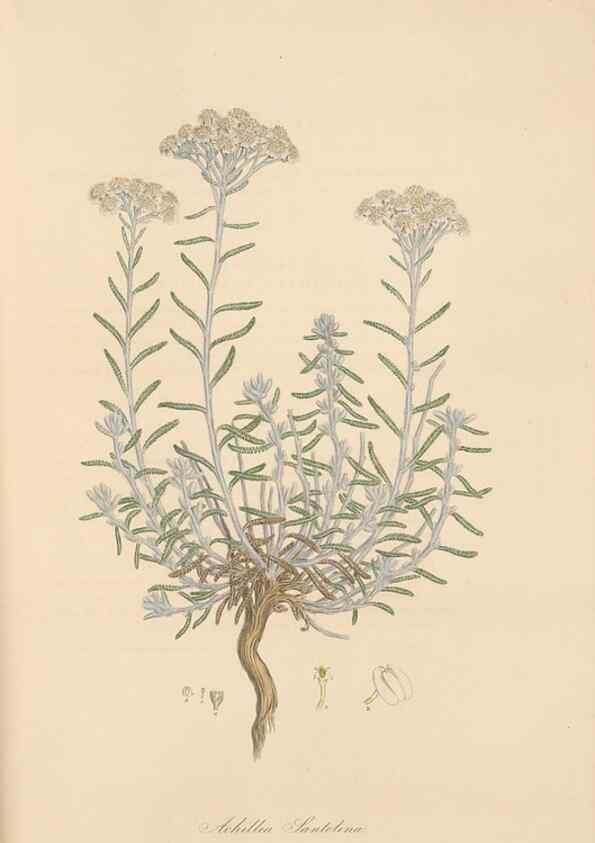 Reproducción/Reproduction 49579414183: Flora Graeca, sive, Plantarum rariorum historia, quas in provinciis aut insulis Graeciae /. Londini :Typis Richardi Taylor et socii, in Vico Shoe-Lane :MDCCCVI-MDCCCXL [1806-1840].. 