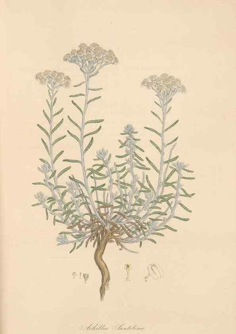Reproducción/Reproduction 49579414183: Flora Graeca, sive, Plantarum rariorum historia, quas in provinciis aut insulis Graeciae /. Londini :Typis Richardi Taylor et socii, in Vico Shoe-Lane :MDCCCVI-MDCCCXL [1806-1840].. 