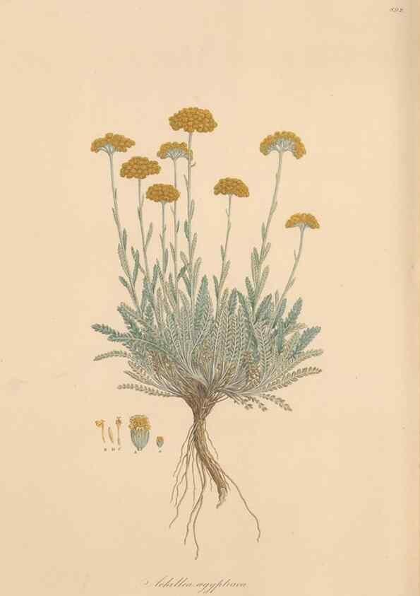 Reproducción/Reproduction 49579414588: Flora Graeca, sive, Plantarum rariorum historia, quas in provinciis aut insulis Graeciae /. Londini :Typis Richardi Taylor et socii, in Vico Shoe-Lane :MDCCCVI-MDCCCXL [1806-1840].. 