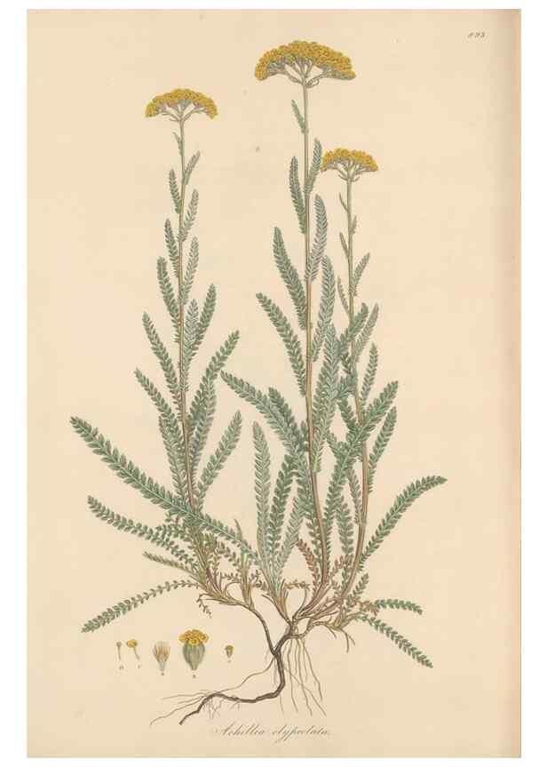 Reproducción/Reproduction 49579916831: Flora Graeca, sive, Plantarum rariorum historia, quas in provinciis aut insulis Graeciae /. Londini :Typis Richardi Taylor et socii, in Vico Shoe-Lane :MDCCCVI-MDCCCXL [1806-1840].. 