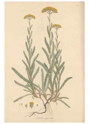 Reproducción/Reproduction 49579916831: Flora Graeca, sive, Plantarum rariorum historia, quas in provinciis aut insulis Graeciae /. Londini :Typis Richardi Taylor et socii, in Vico Shoe-Lane :MDCCCVI-MDCCCXL [1806-1840].. 