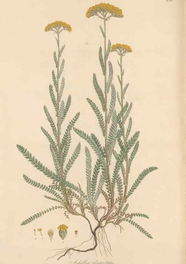 Reproducción/Reproduction 49579916831: Flora Graeca, sive, Plantarum rariorum historia, quas in provinciis aut insulis Graeciae /. Londini :Typis Richardi Taylor et socii, in Vico Shoe-Lane :MDCCCVI-MDCCCXL [1806-1840].. 