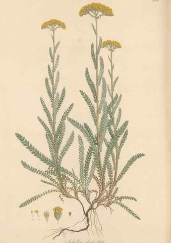 Reproducción/Reproduction 49579916831: Flora Graeca, sive, Plantarum rariorum historia, quas in provinciis aut insulis Graeciae /. Londini :Typis Richardi Taylor et socii, in Vico Shoe-Lane :MDCCCVI-MDCCCXL [1806-1840].. 