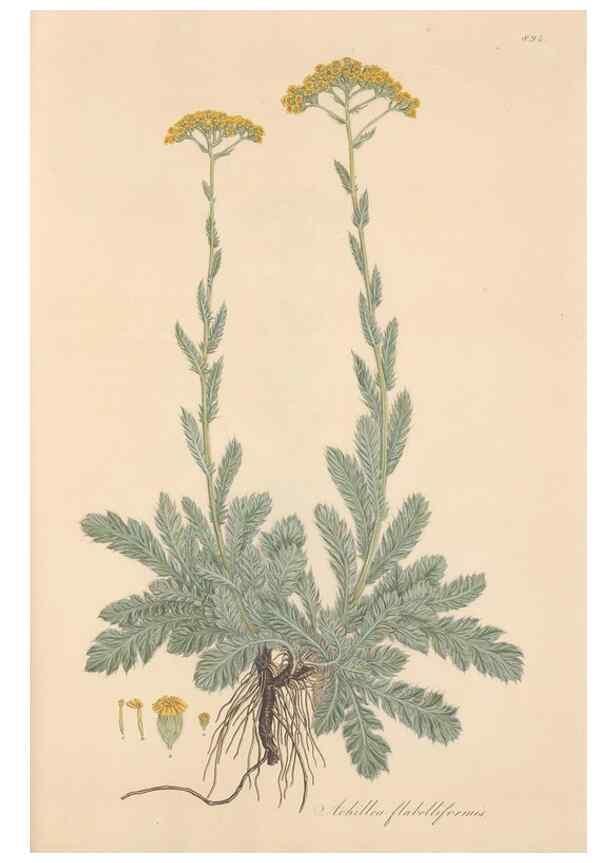 Reproducción/Reproduction 49579415268: Flora Graeca, sive, Plantarum rariorum historia, quas in provinciis aut insulis Graeciae /. Londini :Typis Richardi Taylor et socii, in Vico Shoe-Lane :MDCCCVI-MDCCCXL [1806-1840].. 
