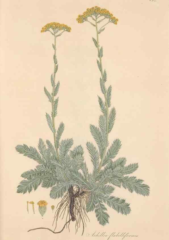 Reproducción/Reproduction 49579415268: Flora Graeca, sive, Plantarum rariorum historia, quas in provinciis aut insulis Graeciae /. Londini :Typis Richardi Taylor et socii, in Vico Shoe-Lane :MDCCCVI-MDCCCXL [1806-1840].. 