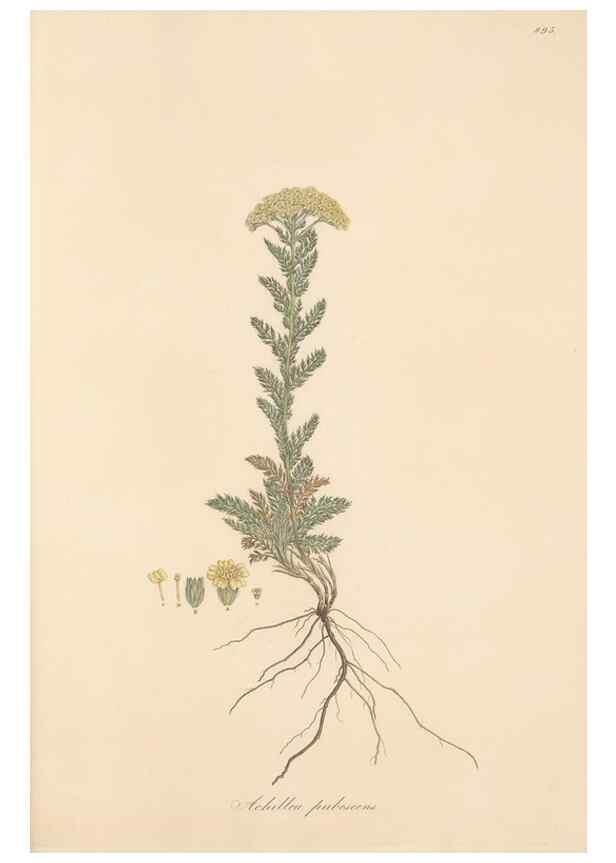 Reproducción/Reproduction 49579415903: Flora Graeca, sive, Plantarum rariorum historia, quas in provinciis aut insulis Graeciae /. Londini :Typis Richardi Taylor et socii, in Vico Shoe-Lane :MDCCCVI-MDCCCXL [1806-1840].. 