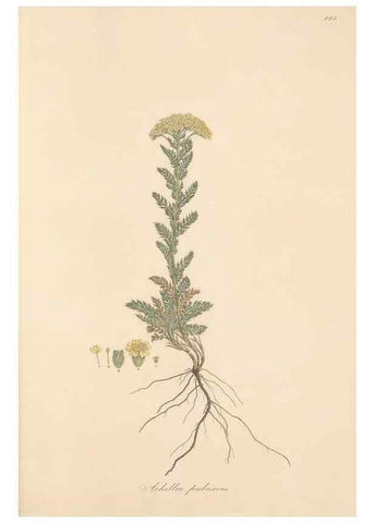 Reproducción/Reproduction 49579415903: Flora Graeca, sive, Plantarum rariorum historia, quas in provinciis aut insulis Graeciae /. Londini :Typis Richardi Taylor et socii, in Vico Shoe-Lane :MDCCCVI-MDCCCXL [1806-1840].. 