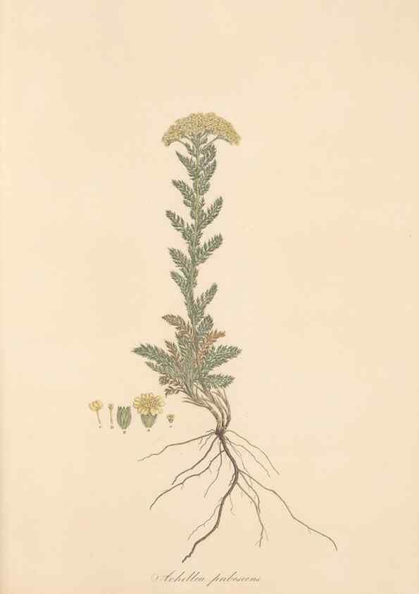Reproducción/Reproduction 49579415903: Flora Graeca, sive, Plantarum rariorum historia, quas in provinciis aut insulis Graeciae /. Londini :Typis Richardi Taylor et socii, in Vico Shoe-Lane :MDCCCVI-MDCCCXL [1806-1840].. 