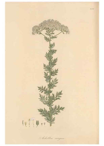 Reproducción/Reproduction 49580144817: Flora Graeca, sive, Plantarum rariorum historia, quas in provinciis aut insulis Graeciae /. Londini :Typis Richardi Taylor et socii, in Vico Shoe-Lane :MDCCCVI-MDCCCXL [1806-1840].. 