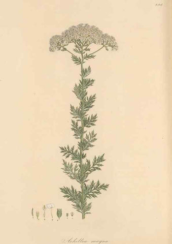 Reproducción/Reproduction 49580144817: Flora Graeca, sive, Plantarum rariorum historia, quas in provinciis aut insulis Graeciae /. Londini :Typis Richardi Taylor et socii, in Vico Shoe-Lane :MDCCCVI-MDCCCXL [1806-1840].. 