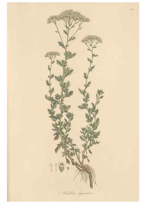 Reproducción/Reproduction 49579918556: Flora Graeca, sive, Plantarum rariorum historia, quas in provinciis aut insulis Graeciae /. Londini :Typis Richardi Taylor et socii, in Vico Shoe-Lane :MDCCCVI-MDCCCXL [1806-1840].. 