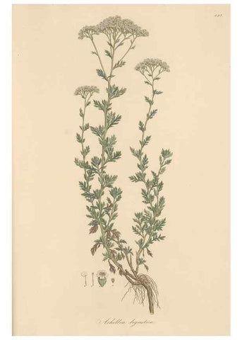 Reproducción/Reproduction 49579918556: Flora Graeca, sive, Plantarum rariorum historia, quas in provinciis aut insulis Graeciae /. Londini :Typis Richardi Taylor et socii, in Vico Shoe-Lane :MDCCCVI-MDCCCXL [1806-1840].. 
