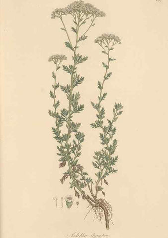 Reproducción/Reproduction 49579918556: Flora Graeca, sive, Plantarum rariorum historia, quas in provinciis aut insulis Graeciae /. Londini :Typis Richardi Taylor et socii, in Vico Shoe-Lane :MDCCCVI-MDCCCXL [1806-1840].. 