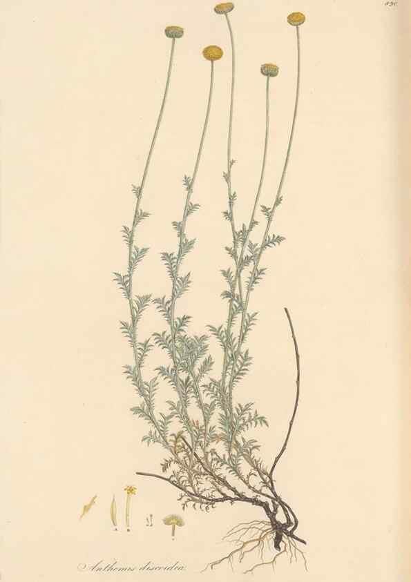 Reproducción/Reproduction 49579413803: Flora Graeca, sive, Plantarum rariorum historia, quas in provinciis aut insulis Graeciae /. Londini :Typis Richardi Taylor et socii, in Vico Shoe-Lane :MDCCCVI-MDCCCXL [1806-1840].. 