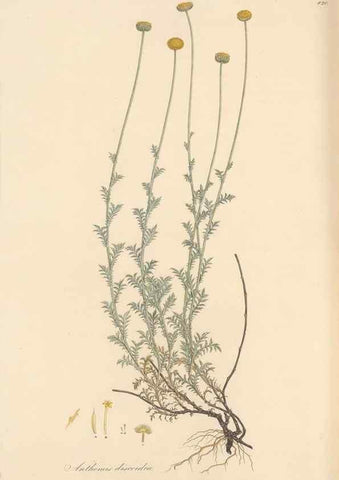 Reproducción/Reproduction 49579413803: Flora Graeca, sive, Plantarum rariorum historia, quas in provinciis aut insulis Graeciae /. Londini :Typis Richardi Taylor et socii, in Vico Shoe-Lane :MDCCCVI-MDCCCXL [1806-1840].. 