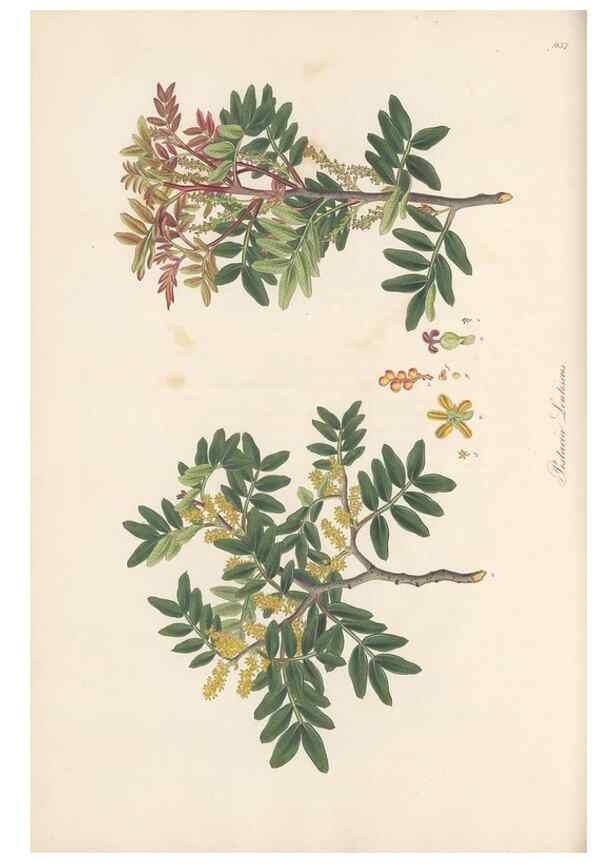 Reproducción/Reproduction 49580103826: Flora Graeca, sive, Plantarum rariorum historia, quas in provinciis aut insulis Graeciae /. Londini :Typis Richardi Taylor et socii, in Vico Shoe-Lane :MDCCCVI-MDCCCXL [1806-1840].. 
