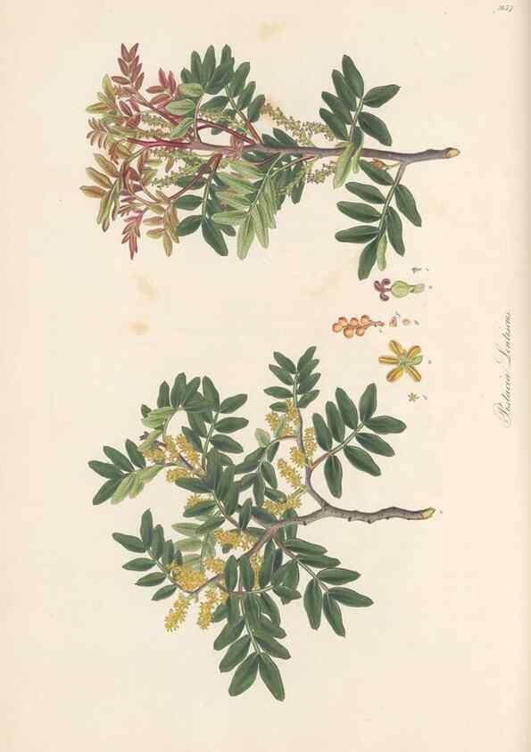 Reproducción/Reproduction 49580103826: Flora Graeca, sive, Plantarum rariorum historia, quas in provinciis aut insulis Graeciae /. Londini :Typis Richardi Taylor et socii, in Vico Shoe-Lane :MDCCCVI-MDCCCXL [1806-1840].. 