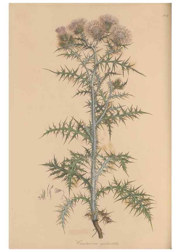 Reproducción/Reproduction 49579590758: Flora Graeca, sive, Plantarum rariorum historia, quas in provinciis aut insulis Graeciae /. Londini :Typis Richardi Taylor et socii, in Vico Shoe-Lane :MDCCCVI-MDCCCXL [1806-1840].. 