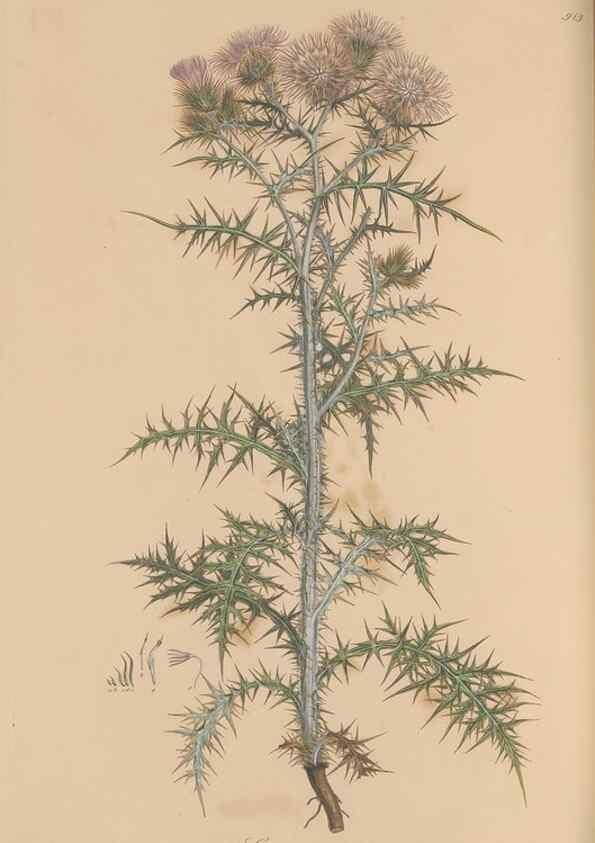 Reproducción/Reproduction 49579590758: Flora Graeca, sive, Plantarum rariorum historia, quas in provinciis aut insulis Graeciae /. Londini :Typis Richardi Taylor et socii, in Vico Shoe-Lane :MDCCCVI-MDCCCXL [1806-1840].. 