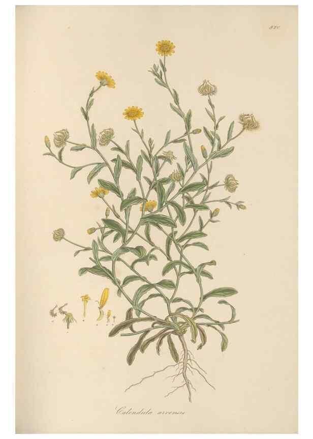 Reproducción/Reproduction 49580318932: Flora Graeca, sive, Plantarum rariorum historia, quas in provinciis aut insulis Graeciae /. Londini :Typis Richardi Taylor et socii, in Vico Shoe-Lane :MDCCCVI-MDCCCXL [1806-1840].. 