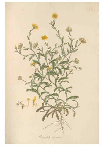 Reproducción/Reproduction 49580318932: Flora Graeca, sive, Plantarum rariorum historia, quas in provinciis aut insulis Graeciae /. Londini :Typis Richardi Taylor et socii, in Vico Shoe-Lane :MDCCCVI-MDCCCXL [1806-1840].. 
