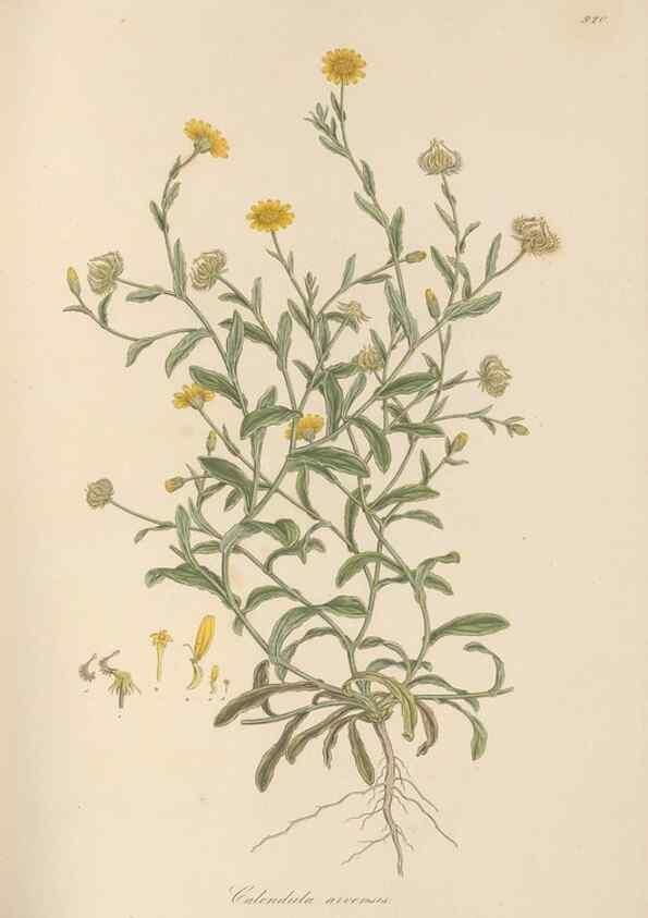 Reproducción/Reproduction 49580318932: Flora Graeca, sive, Plantarum rariorum historia, quas in provinciis aut insulis Graeciae /. Londini :Typis Richardi Taylor et socii, in Vico Shoe-Lane :MDCCCVI-MDCCCXL [1806-1840].. 