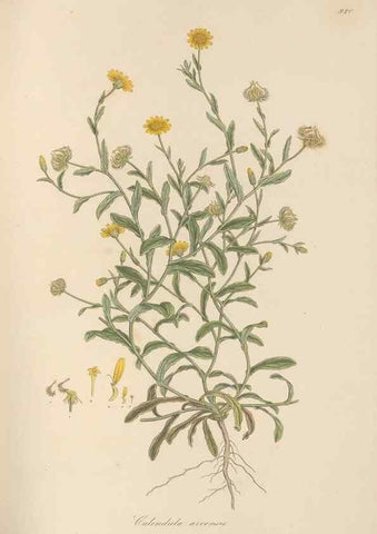 Reproducción/Reproduction 49580318932: Flora Graeca, sive, Plantarum rariorum historia, quas in provinciis aut insulis Graeciae /. Londini :Typis Richardi Taylor et socii, in Vico Shoe-Lane :MDCCCVI-MDCCCXL [1806-1840].. 