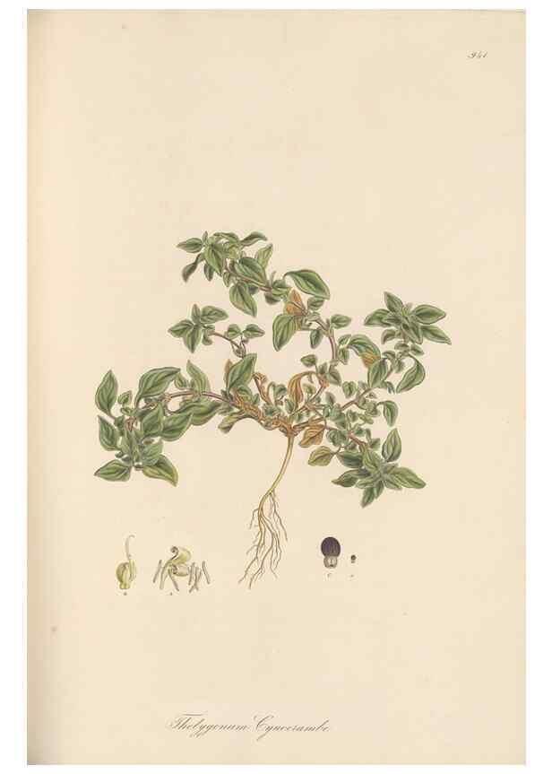 Reproducción/Reproduction 49579598613: Flora Graeca, sive, Plantarum rariorum historia, quas in provinciis aut insulis Graeciae /. Londini :Typis Richardi Taylor et socii, in Vico Shoe-Lane :MDCCCVI-MDCCCXL [1806-1840].. 