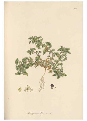Reproducción/Reproduction 49579598613: Flora Graeca, sive, Plantarum rariorum historia, quas in provinciis aut insulis Graeciae /. Londini :Typis Richardi Taylor et socii, in Vico Shoe-Lane :MDCCCVI-MDCCCXL [1806-1840].. 