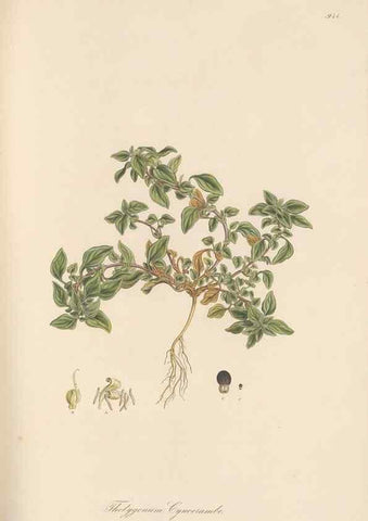 Reproducción/Reproduction 49579598613: Flora Graeca, sive, Plantarum rariorum historia, quas in provinciis aut insulis Graeciae /. Londini :Typis Richardi Taylor et socii, in Vico Shoe-Lane :MDCCCVI-MDCCCXL [1806-1840].. 