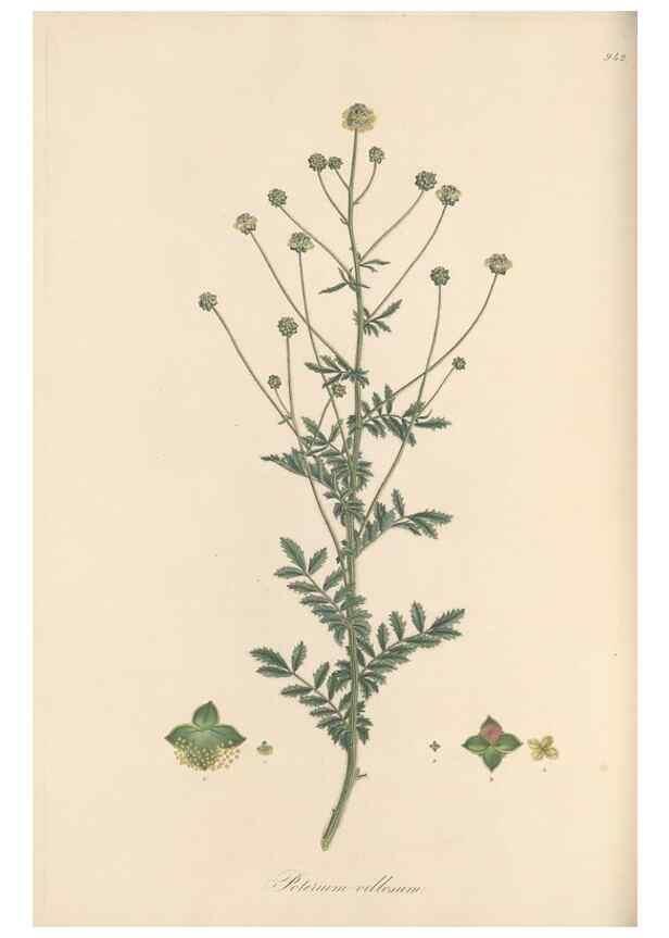 Reproducción/Reproduction 49580099396: Flora Graeca, sive, Plantarum rariorum historia, quas in provinciis aut insulis Graeciae /. Londini :Typis Richardi Taylor et socii, in Vico Shoe-Lane :MDCCCVI-MDCCCXL [1806-1840].. 