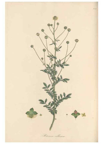 Reproducción/Reproduction 49580099396: Flora Graeca, sive, Plantarum rariorum historia, quas in provinciis aut insulis Graeciae /. Londini :Typis Richardi Taylor et socii, in Vico Shoe-Lane :MDCCCVI-MDCCCXL [1806-1840].. 