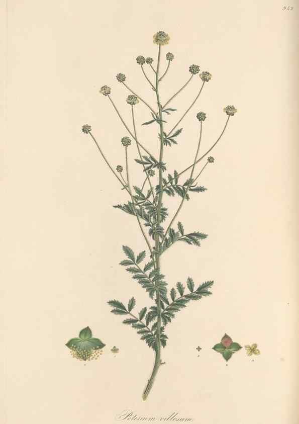 Reproducción/Reproduction 49580099396: Flora Graeca, sive, Plantarum rariorum historia, quas in provinciis aut insulis Graeciae /. Londini :Typis Richardi Taylor et socii, in Vico Shoe-Lane :MDCCCVI-MDCCCXL [1806-1840].. 