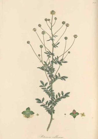 Reproducción/Reproduction 49580099396: Flora Graeca, sive, Plantarum rariorum historia, quas in provinciis aut insulis Graeciae /. Londini :Typis Richardi Taylor et socii, in Vico Shoe-Lane :MDCCCVI-MDCCCXL [1806-1840].. 