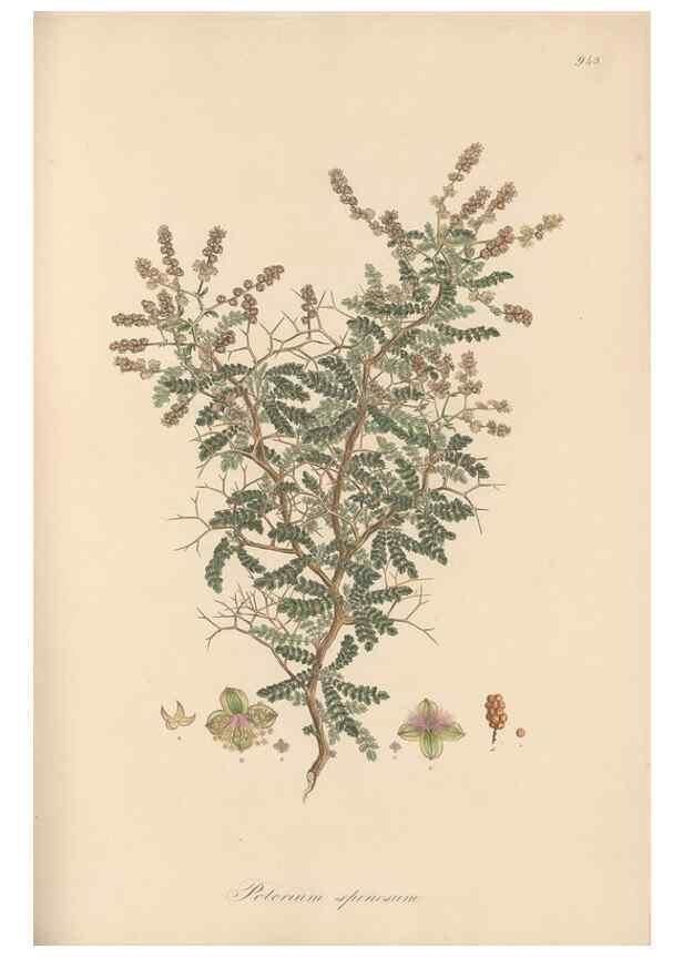 Reproducción/Reproduction 49579599253: Flora Graeca, sive, Plantarum rariorum historia, quas in provinciis aut insulis Graeciae /. Londini :Typis Richardi Taylor et socii, in Vico Shoe-Lane :MDCCCVI-MDCCCXL [1806-1840].. 