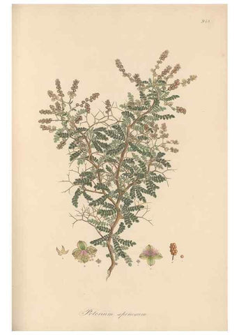Reproducción/Reproduction 49579599253: Flora Graeca, sive, Plantarum rariorum historia, quas in provinciis aut insulis Graeciae /. Londini :Typis Richardi Taylor et socii, in Vico Shoe-Lane :MDCCCVI-MDCCCXL [1806-1840].. 